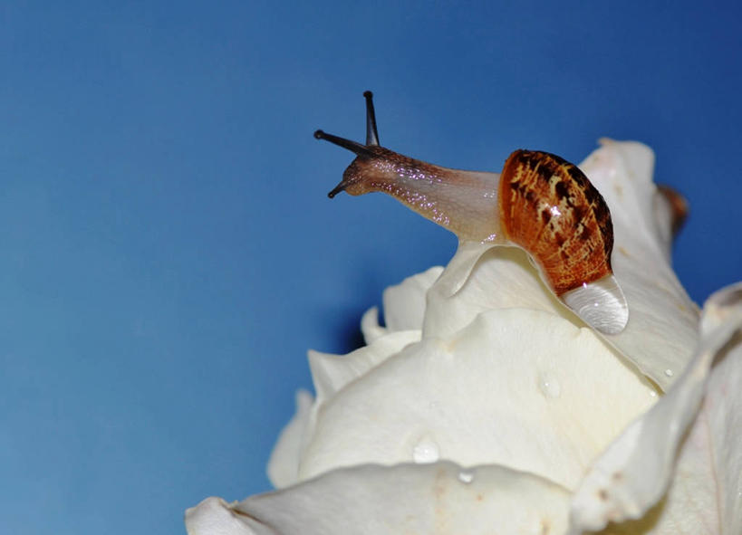 无人,横图,室外,野生动物,英国,蓝色背景,盛开,蜗牛,水滴,首都,花蕾,花,花瓣,花朵,鲜花,一朵,白色,花苞,花蕊,摄影,脆弱,清新,艾塞克斯大学,彩图