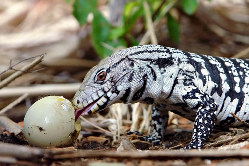 无人,吃,横图,室外,特写,白天,野生动物,蜥蜴,巴西,生食,摄影,戈亚斯,彩图