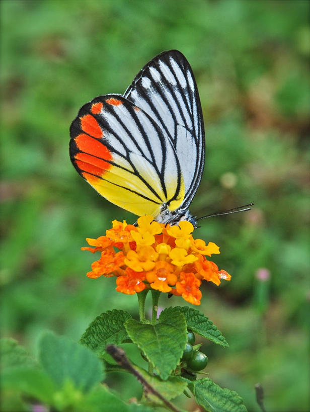 无人,竖图,室外,特写,白天,野生动物,蝴蝶,叶子,新加坡,条纹,花,自然,摄影,脆弱,雄蕊,清新,授粉,彩图