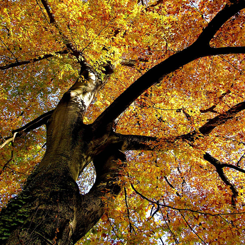 无人,方图,室外,白天,仰视,德国,慕尼黑,树,自然,摄影,改变,山毛榉树,巴伐利亚,秋天,彩图,低角度拍摄