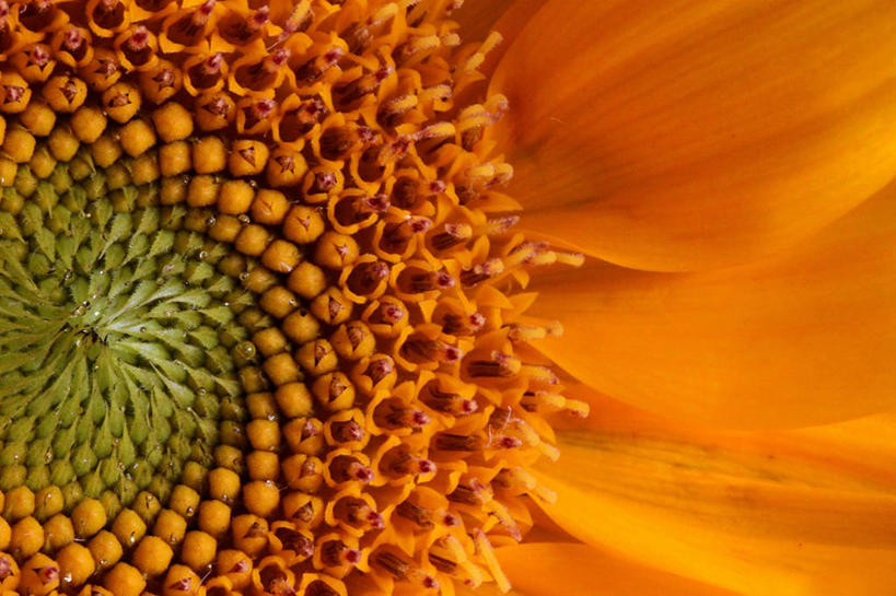 无人,横图,室外,白天,微距,向日葵,美国,花瓣,摄影,脆弱,雄蕊,清新,加利福尼亚,彩图