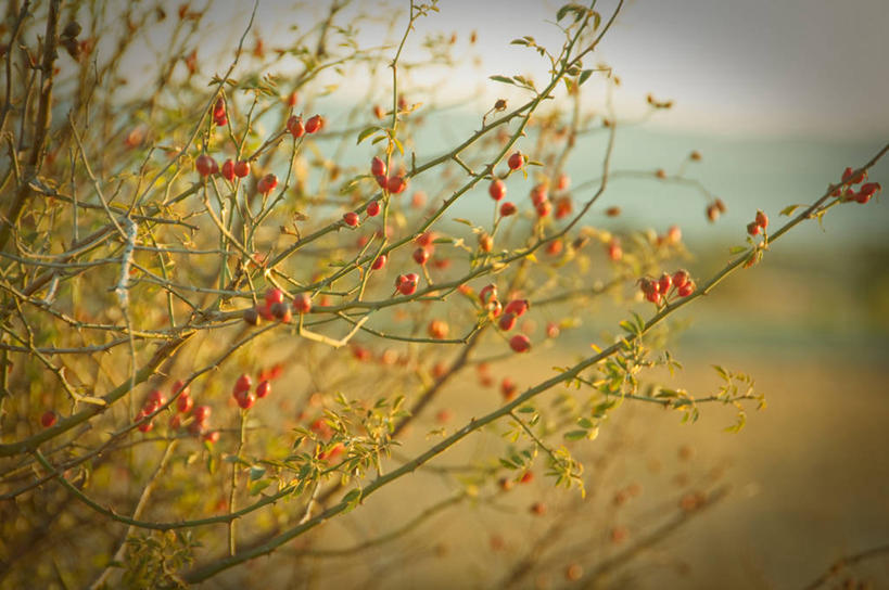 无人,横图,室外,特写,白天,浆果,西班牙,枝,天空,自然,摄影,清新,秋天,彩图,晕影