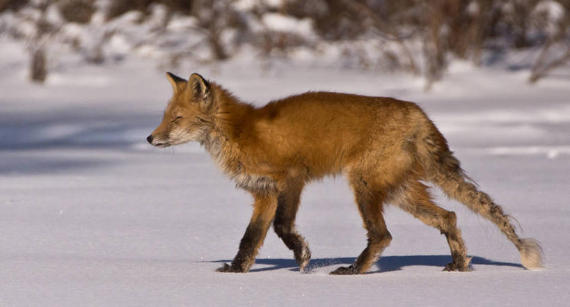 无人,横图,室外,特写,白天,雪,狐狸,野生动物,加拿大,冬天,首都,摄影,渥太华,步行,彩图