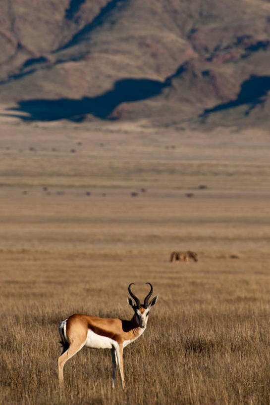 无人,站,竖图,室外,白天,纳米比亚,草,自然,动物,平原,摄影,跳羚,彩图