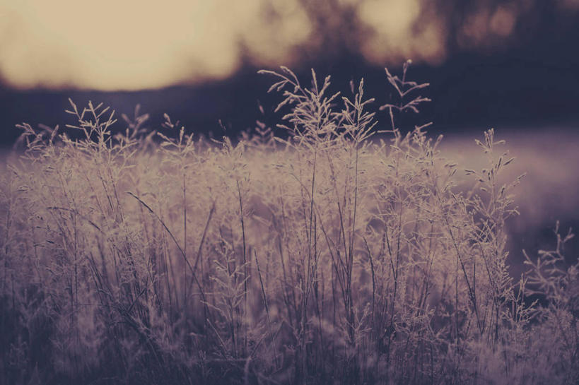 无人,横图,室外,特写,日出,英国,冬天,霜,草,天空,自然,寒冷,摄影,生长,彩图