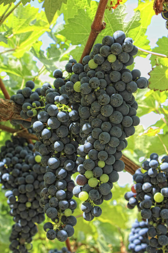 无人,竖图,室外,白天,葡萄,叶子,巴西,吊挂,悬挂,串,挂,饮食,葡萄园,南美,摄影,南美洲,拉丁美洲,清新,美洲,健康食物,巴西联邦共和国,亚美利加洲,南亚美利加洲,南大河州,南里奥格兰德州,彩图,红葡萄