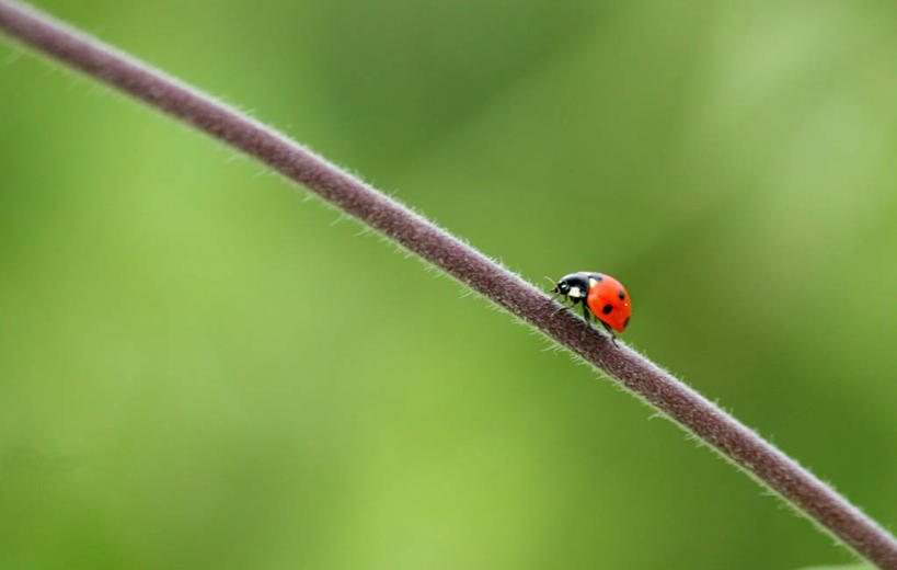 无人,横图,室外,白天,野生动物,瓢虫,意大利,草,摄影,彩图