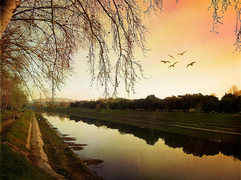 无人,横图,室外,日落,水,意大利,反射,鸟类,树,风景,天空,自然,摄影,五只,宁静,彩图