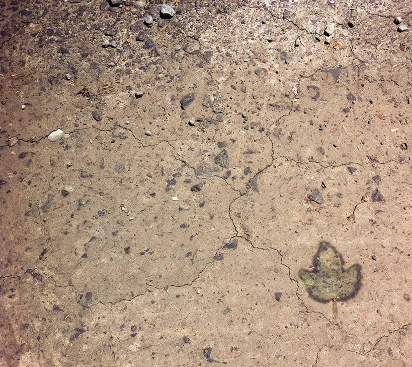 无人,横图,俯视,室外,白天,路,加拿大,摄影,脆弱,干的,蒙特利尔,红花槭,彩图,高角度拍摄