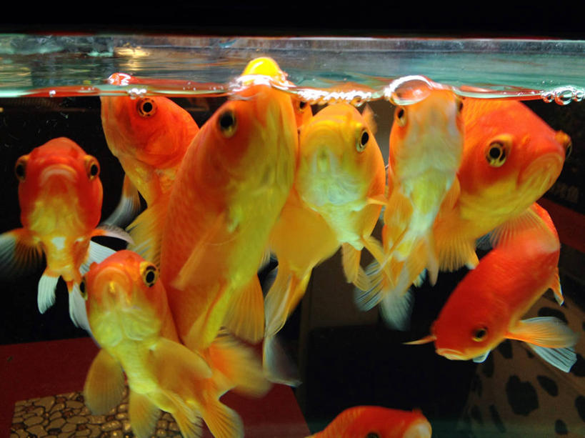 游泳,无人,横图,室内,特写,水,宠物,鲤鱼,北京,透明,鱼缸,首都,鱼类,红色,摄影,彩图