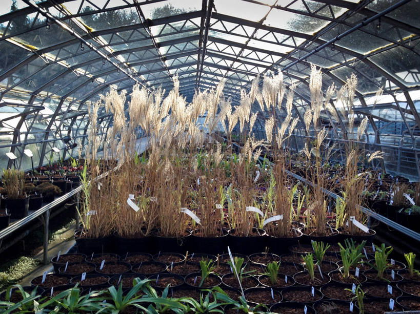 无人,横图,室内,白天,农业,花盆,英国,温室,摄影,生长,关爱,彩图