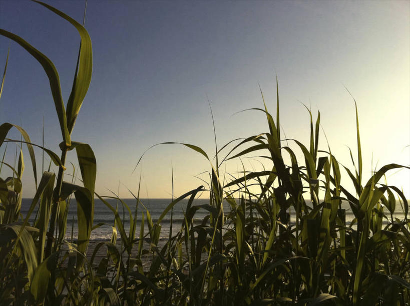 无人,横图,室外,白天,海洋,美国,水平线,天空,自然,摄影,生长,加利福尼亚,圣莫尼卡,海滩,彩图