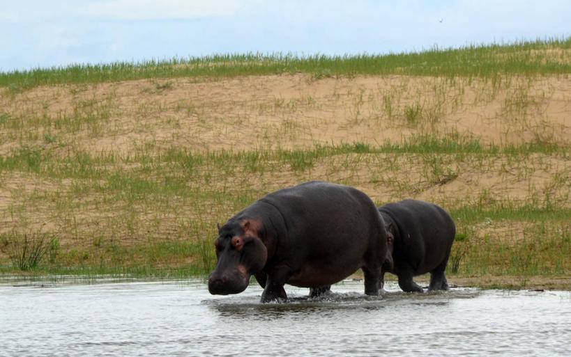 无人,横图,室外,白天,山,河马,野生动物,南非,草,天空,动物,两只,摄影,死水,彩图