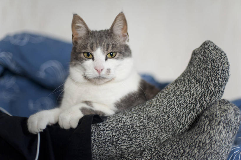 腿,一个人,坐,横图,室内,宠物,猫,瑞典,袜子,白色,灰色,家畜,摄影,部分,肖像,四肢,彩图