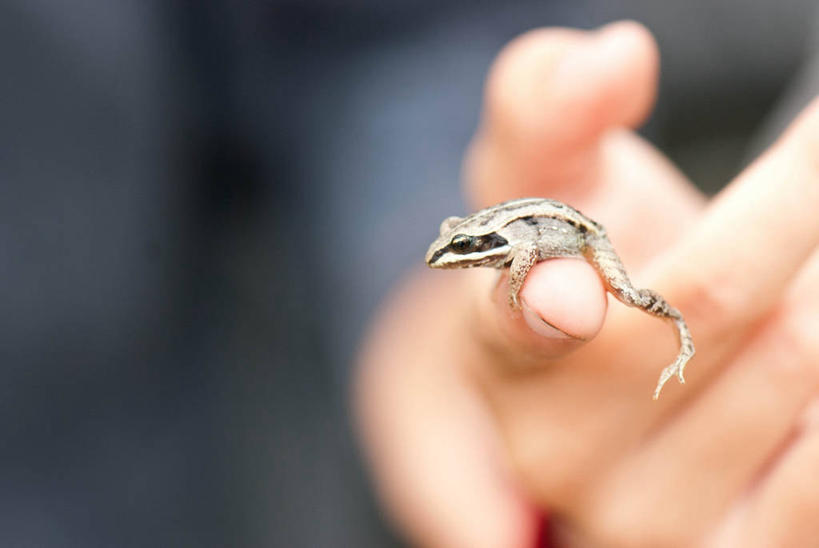 一个人,横图,室外,特写,白天,野生动物,加拿大,动物,手指,探索,摄影,部分,萨斯喀彻温省,彩图