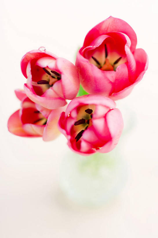 无人,竖图,白色背景,郁金香,花瓶,爱沙尼亚,水滴,水晶,花,粉色,摄影,脆弱,清新,彩图,影棚拍摄