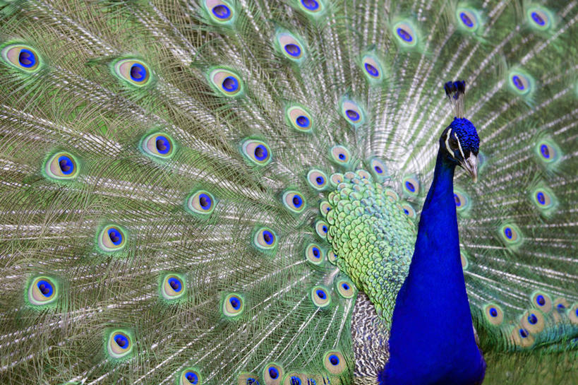 无人,横图,室外,白天,骄傲,孔雀,野生动物,加拿大,鸟类,摄影,散开,大不列颠哥伦比亚,炫耀,彩图