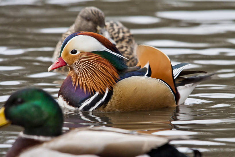 游泳,无人,公园,横图,室外,白天,野生动物,鸳鸯,英国,三只,反射,鸟类,池塘,首都,摄影,彩图