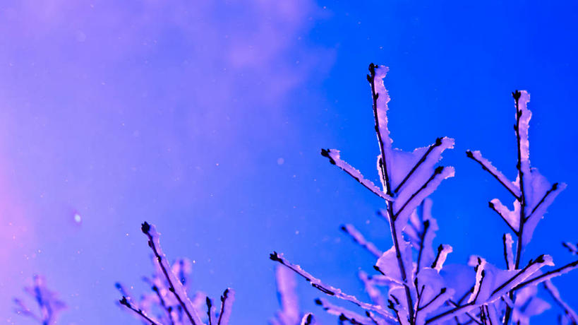 无人,横图,室外,特写,白天,雪,日本,天空,自然,寒冷,摄影,生长,三重县,彩图