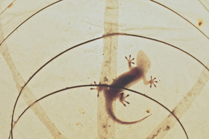 无人,横图,室外,特写,白天,仰视,野生动物,蜥蜴,叶子,新加坡,阴影,首都,摄影,新加坡市,叶脉,彩图,低角度拍摄