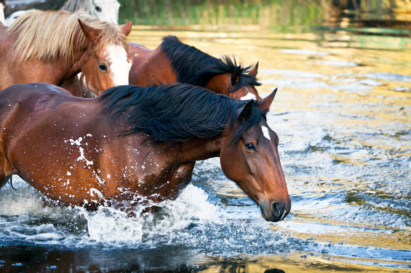 无人,跑,横图,室外,马,澳大利亚,四只,溅,褐色,小溪,家畜,摄影,鬃毛,新南威尔士,彩图,横越