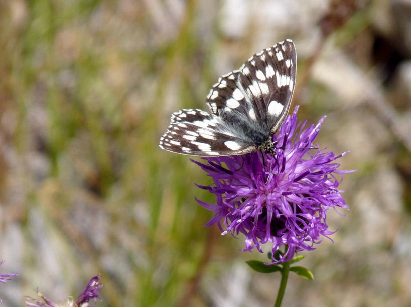 无人,横图,室外,特写,白天,野生动物,蝴蝶,法国,花,粉色,摄影,授粉,大理石条纹粉蝶,彩图