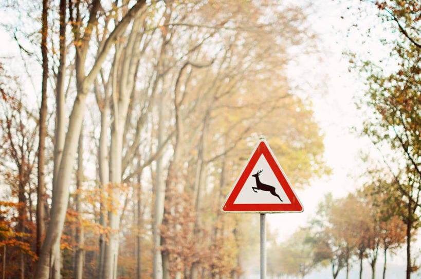 无人,横图,室外,白天,通讯,树林,德国,树,摄影,指导,改变,秋天,彩图