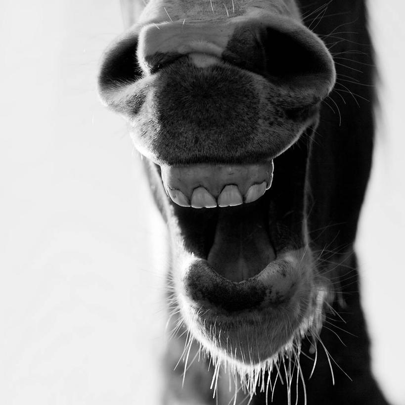 无人,方图,黑白,室外,特写,白天,马,法国,张嘴,家畜,摄影,幽默,部分,张大嘴巴,张开嘴