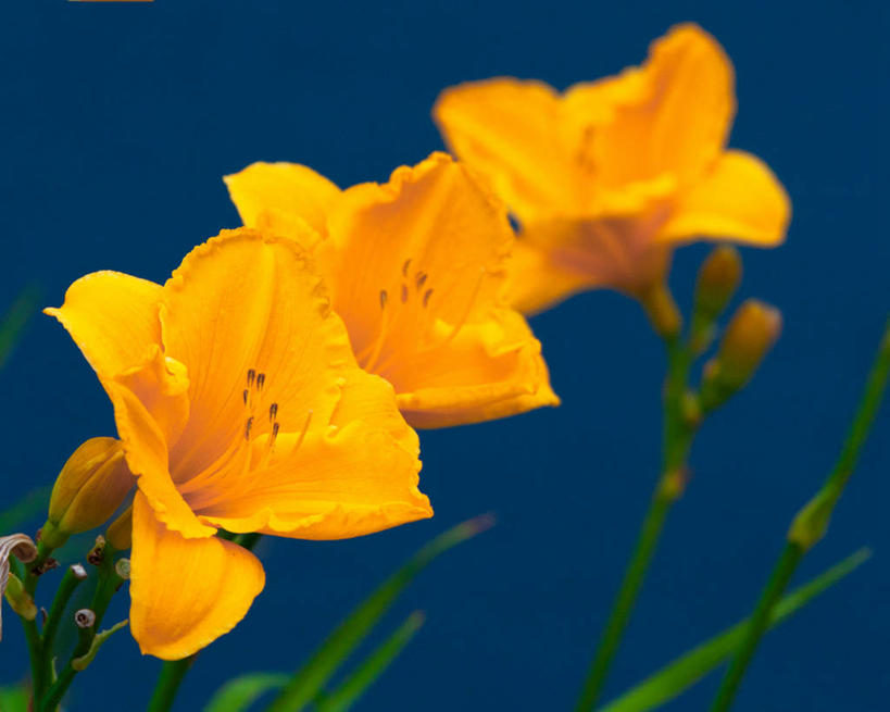 无人,横图,室外,特写,白天,百合花,美国,茎,花蕾,花,黄色,蓝色,天空,摄影,脆弱,清新,加利福尼亚,彩图,戈拉塔