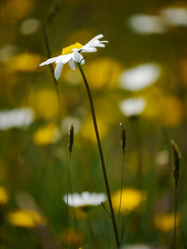 无人,竖图,室外,特写,白天,芦苇,德国,茎,花,花瓣,自然,摄影,生长,脆弱,清新,彩图
