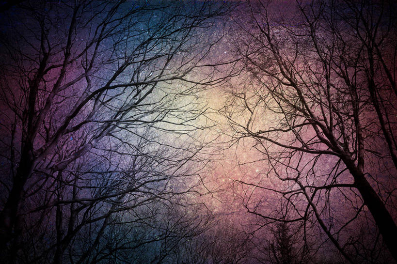 无人,横图,室外,森林,英国,枝,天空,自然,黄昏,摄影,宁静,格洛斯特郡,彩图