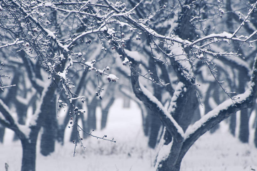 无人,果园,横图,室外,白天,浆果,加拿大,枝,首都,霜,寒冷,摄影,宁静,渥太华,嫩枝,彩图