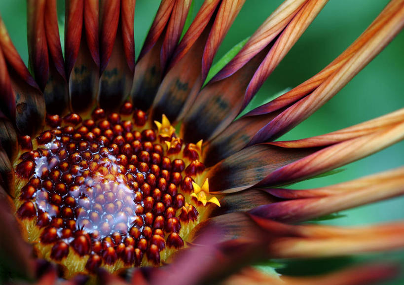 无人,横图,室外,特写,白天,水,德国,湿,盛开,花蕾,花,花瓣,花朵,鲜花,一朵,花苞,花蕊,摄影,脆弱,雄蕊,清新,法兰克福,彩图