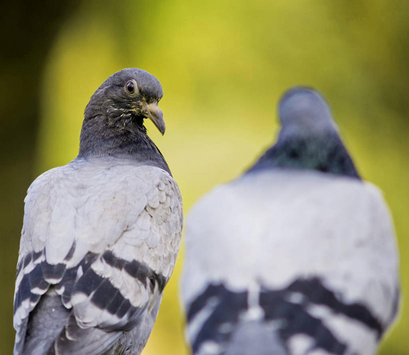 无人,横图,室外,特写,白天,鸽子,野生动物,西班牙,巴塞罗那,鸟类,背面,动物,两只,摄影,彩图