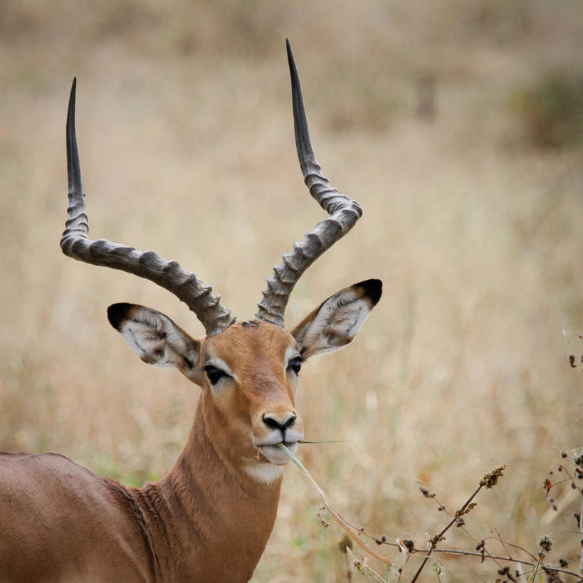 无人,吃,方图,室外,白天,坦桑尼亚,摄影,国家公园,肖像,黑斑羚,彩图
