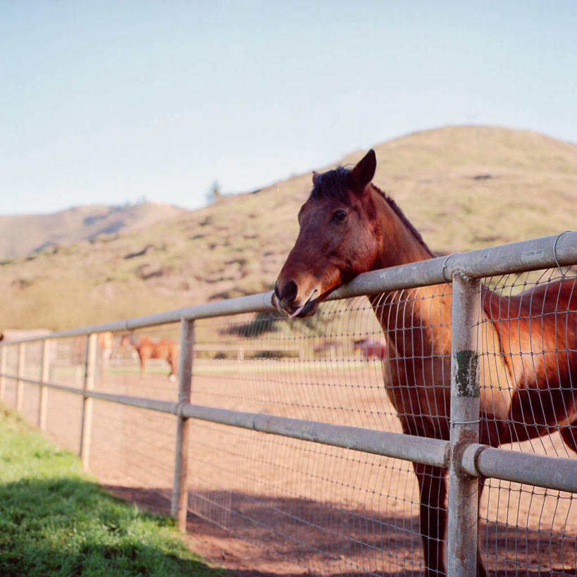 无人,农场,栏杆,方图,室外,白天,山,马,美国,阴影,金属,褐色,铁丝网,靠,靠着,家畜,摄影,加利福尼亚,万里无云,彩图