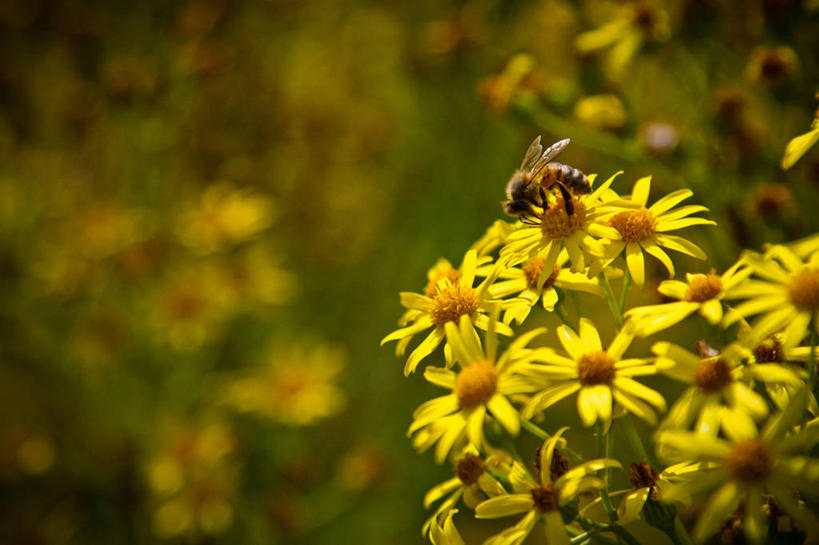 无人,横图,室外,白天,野生动物,蜜蜂,英国,昆虫,花,花瓣,黄色,自然,动物,吸,摄影,脆弱,雄蕊,授粉,彩图