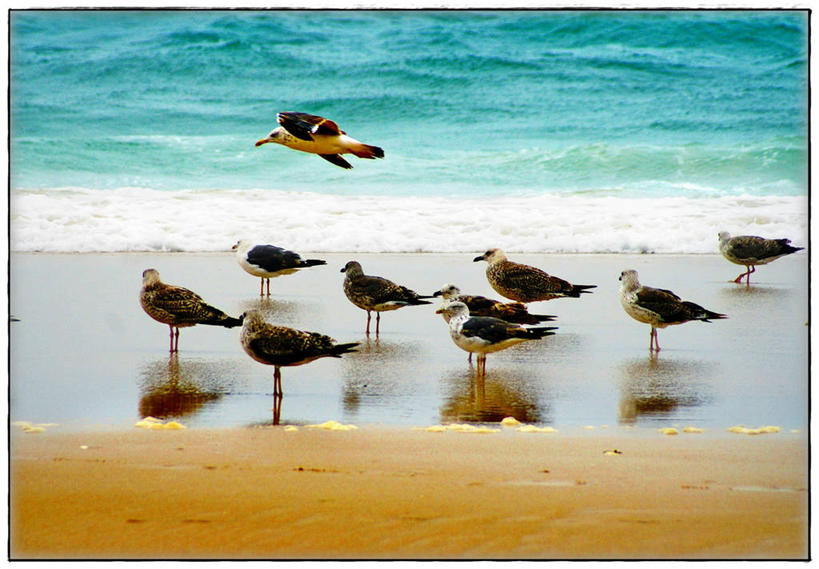 无人,横图,室外,白天,海鸥,野生动物,葡萄牙,反射,鸟类,波浪,摄影,海滩,彩图,莱里亚