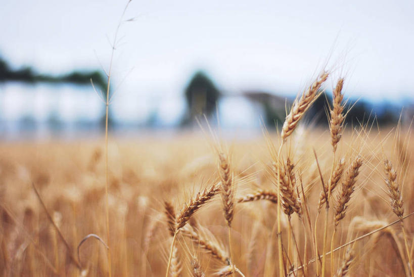 无人,横图,室外,白天,农业,小麦,美景,西班牙,景观,田地,谷类,自然,景色,摄影,生长,清新,自然风光,赫罗纳省,彩图