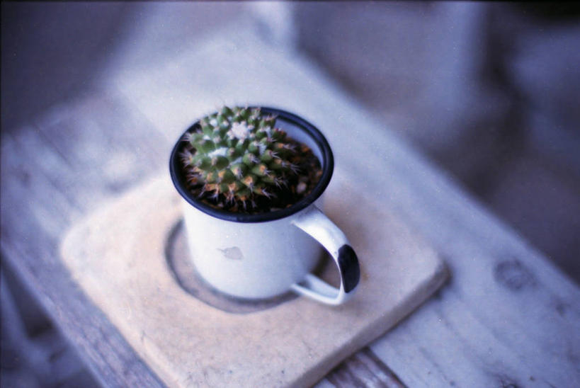 无人,横图,俯视,室内,特写,仙人掌,日本,杯,白色,摄影,想法,彩图,高角度拍摄