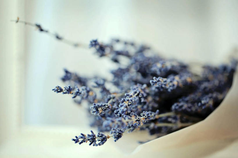 无人,横图,室内,白天,爱情,斯洛文尼亚,首都,浪漫,香草,花束,干花,薰衣草,摄影,清新,呼吸,干的,灵香草,黄香草,奇迹,卢布尔雅那,彩图