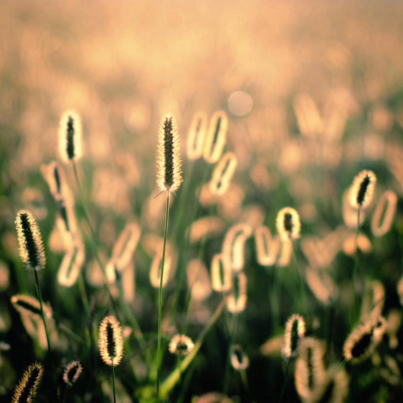 无人,方图,室外,农业,日光,保加利亚,田地,黎明,摄影,生长,早晨,彩图