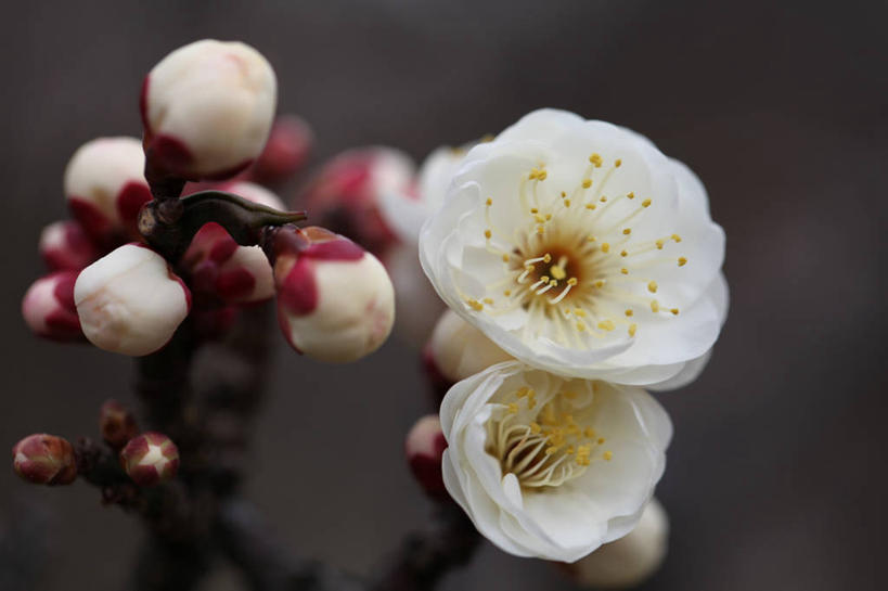 无人,横图,室外,特写,白天,日本,灰色背景,梅花,花蕾,花,花瓣,自然,春天,摄影,生长,脆弱,雄蕊,清新,改变,彩图