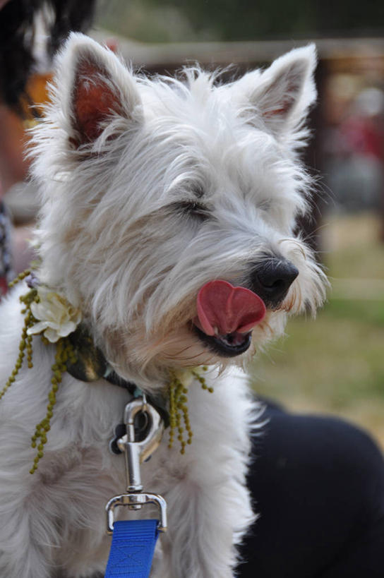 无人,竖图,室外,特写,白天,宠物,狗,美国,衣领,家畜,舔,摄影,狗链,华盛顿州,彩图,好奇心