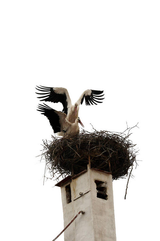 无人,竖图,室外,白天,白色背景,仰视,烟囱,野生动物,奥地利,鸟类,鸟巢,自然,动物,两只,摄影,鹳,交配,白鹳,彩图,低角度拍摄,动物行为