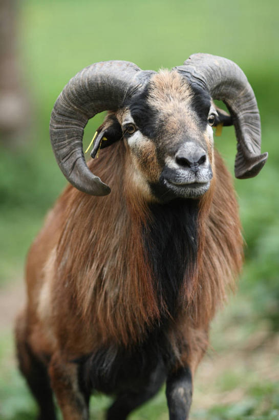 无人,竖图,室外,特写,白天,德国,家畜,摄影,牲畜,巴伐利亚,绵羊,彩图