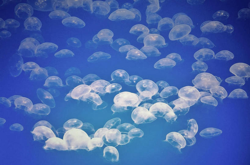 无人,横图,特写,白天,水下,城市,美国,一群,许多,很多,摄影,北美,北美洲,加利福尼亚,美洲,加州,洛杉矶,加利福尼亚州,金州,黄金州,北亚美利加洲,亚美利加洲,天使之城,蒙市,蒙特利公园市,幽浮水母,彩图,美利坚合众国