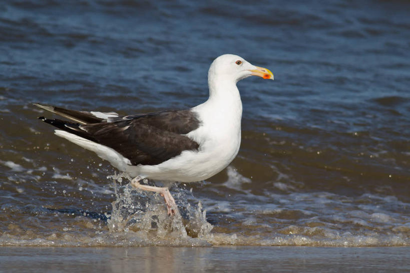 无人,横图,室外,白天,海鸟,海鸥,鸟,野生动物,美国,溅,鸟类,池塘,摄影,海滩,彩图