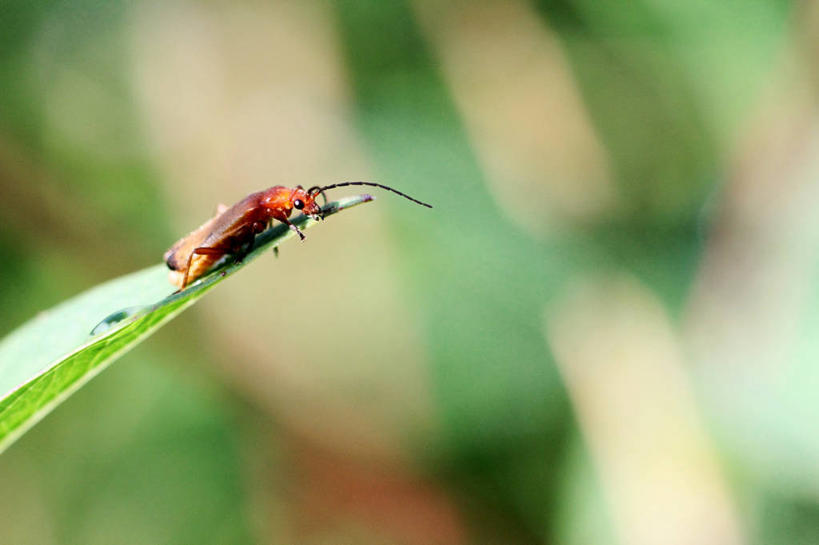 无人,横图,室外,特写,白天,野生动物,叶子,瑞典,昆虫,自然,摄影,上升,彩图