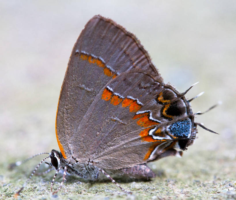 无人,横图,室外,特写,白天,侧面,野生动物,蝴蝶,美国,昆虫,首都,动物,摄影,益虫,华盛顿特区,岩石,灰蝶,彩图